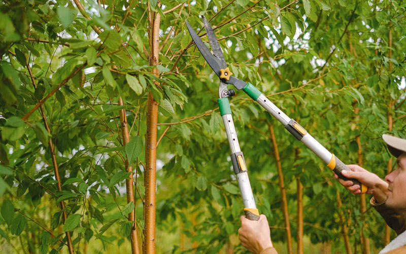 Tree trimming in Meyersdale, PA